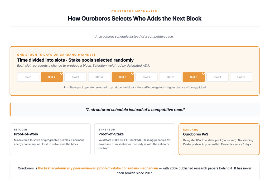 How the Cardano Ouroboros proof-of-stake consensus mechanism works — time is divided into epochs and slots, with stake pool operators randomly selected to produce each block based on how much ADA is delegated to them, providing security without the energy consumption of Bitcoin mining or the slashing penalties of Ethereum staking