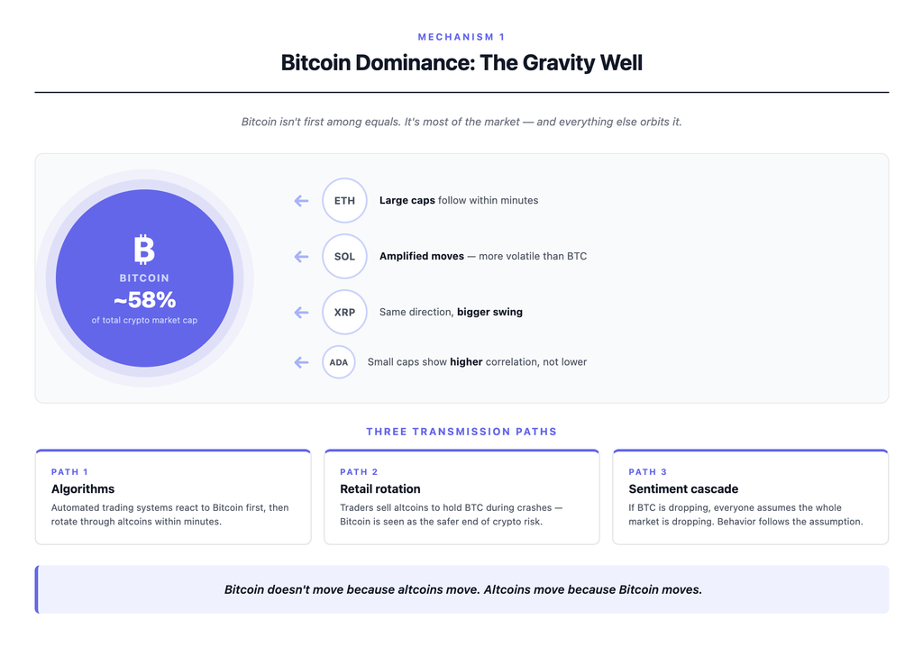 Diagram showing Bitcoin dominance as a gravity well — Bitcoin at close to 58 percent of total crypto market capitalization pulls Ethereum, Solana, XRP, Cardano and smaller altcoins in the same price direction through three transmission paths: automated trading algorithms reacting to Bitcoin first, retail traders rotating out of altcoins into Bitcoin during crashes, and sentiment cascading across the whole market